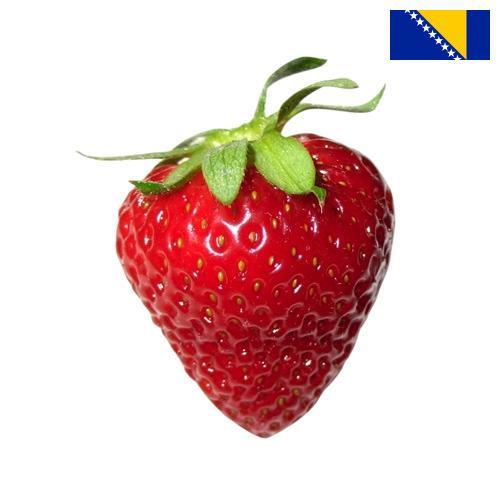 Клубника из Боснии И Герцеговины