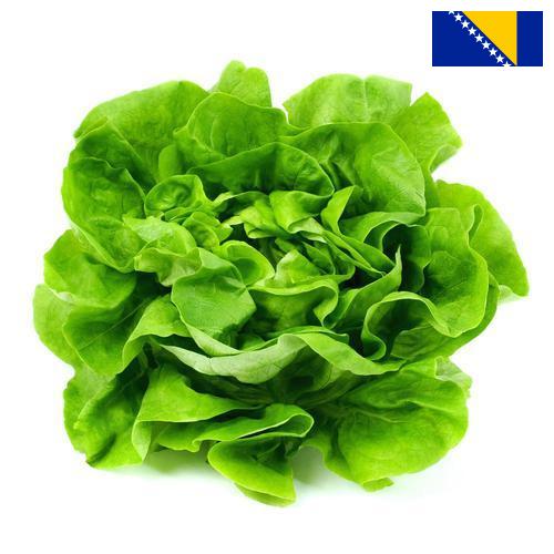 салат из Боснии И Герцеговины