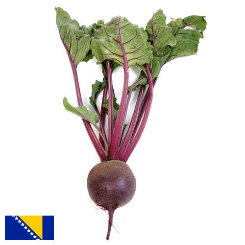 Свекла столовая из Боснии И Герцеговины