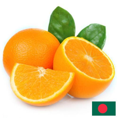 апельсины свежие из Бангладеша