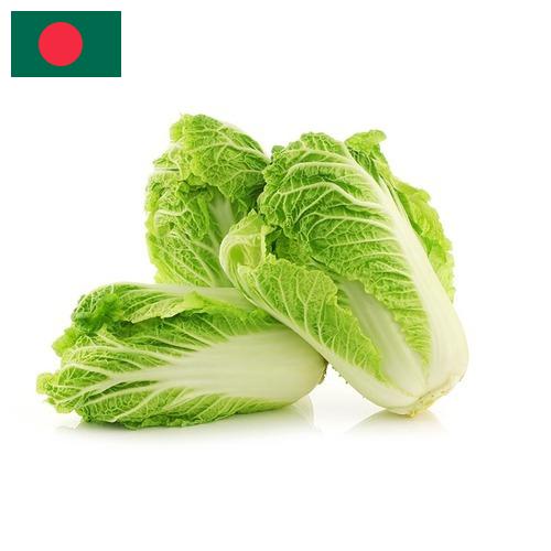 Капуста китайская из Бангладеша