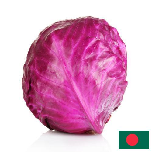 Капуста краснокочанная из Бангладеша