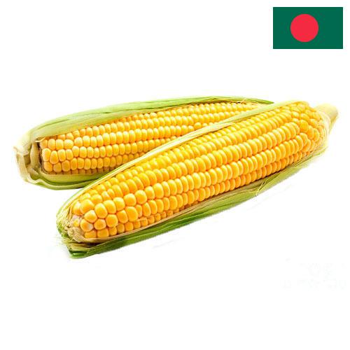 Кукуруза из Бангладеша