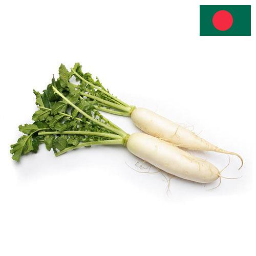 редис свежий из Бангладеша