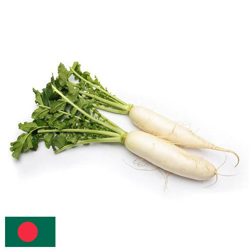Редька из Бангладеша