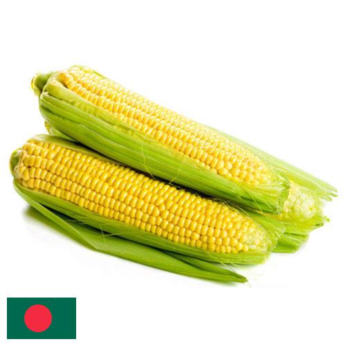 Сахарная кукуруза из Бангладеша