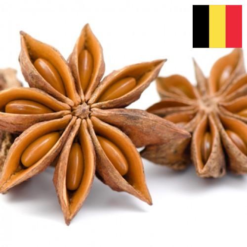 Бадьян из Бельгии
