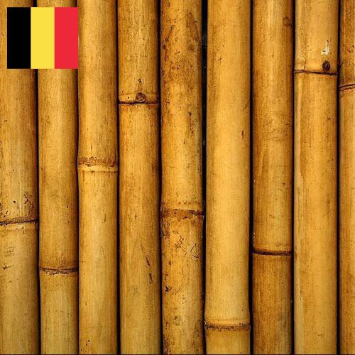 Бамбук из Бельгии