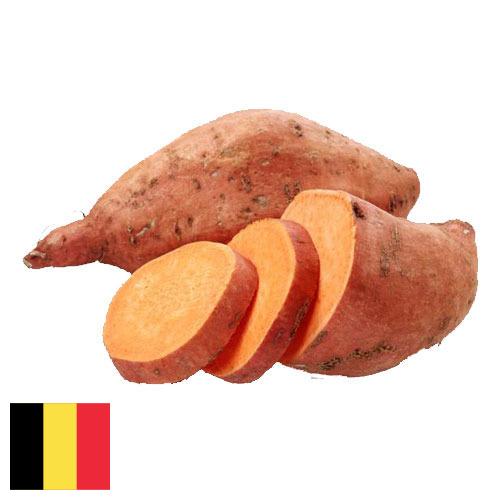 батат из Бельгии