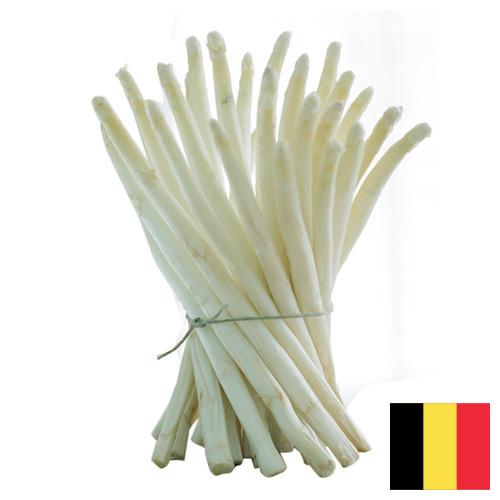 белая спаржа из Бельгии