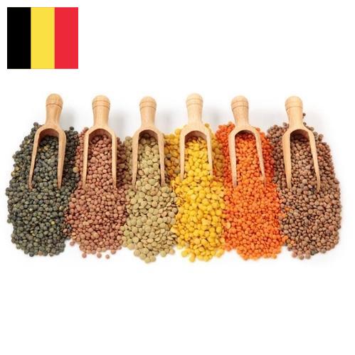 Бобовые культуры из Бельгии