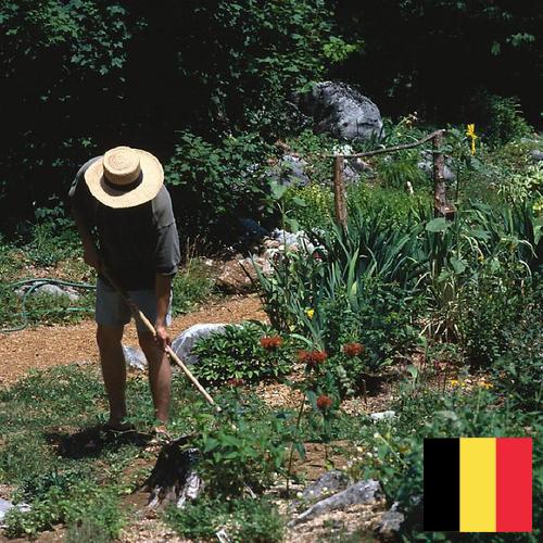 Цветы садовые из Бельгии