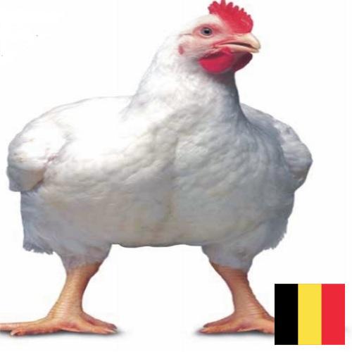 Цыплята-бройлеры из Бельгии