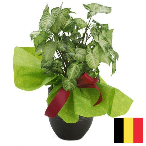 Декоративные растения из Бельгии