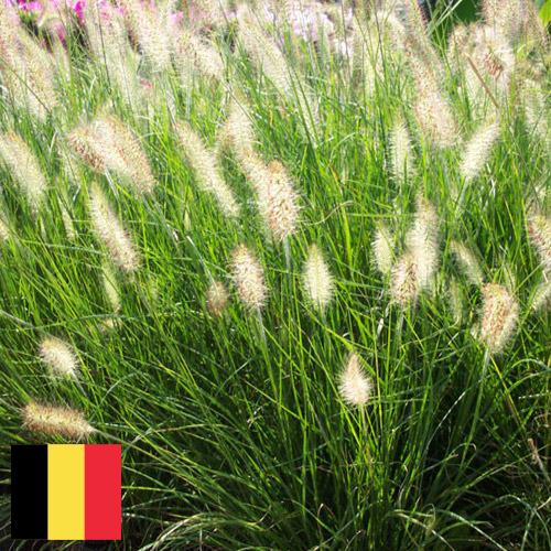 Декоративные травы из Бельгии