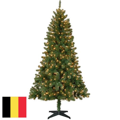 Деревья новогодние из Бельгии