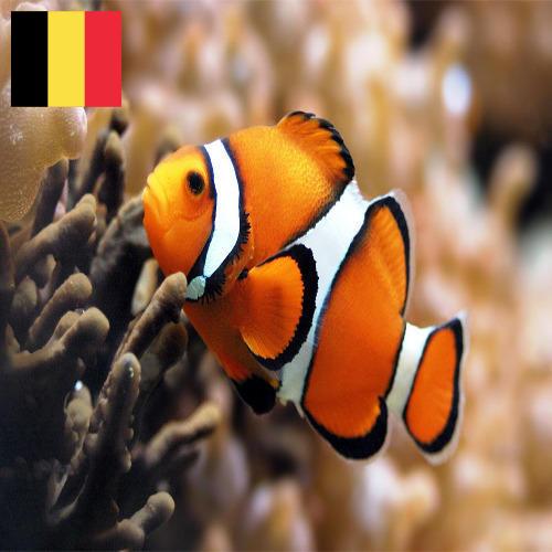 Джамперы из Бельгии