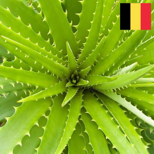 экстракты растений из Бельгии