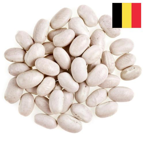 фасоль белая из Бельгии