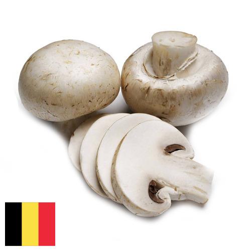 Грибок из Бельгии