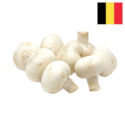 Грибы белые из Бельгии
