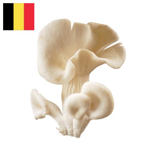 грибы вешенки из Бельгии