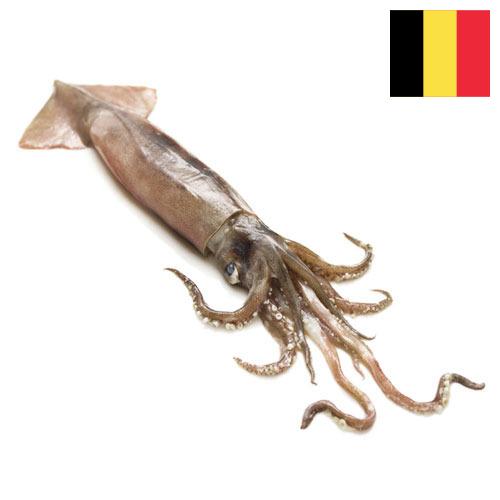 Кальмары из Бельгии