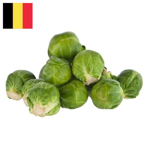Капуста брюссельская из Бельгии