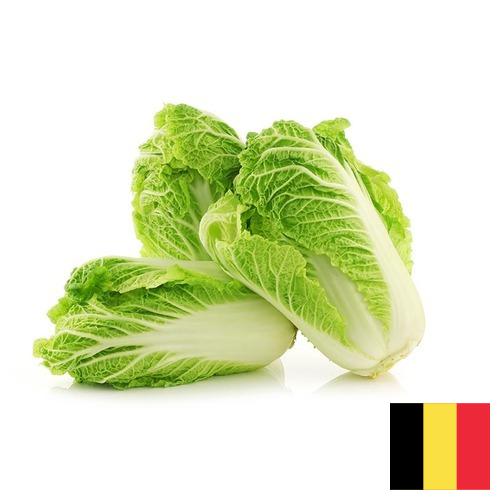 Капуста китайская из Бельгии