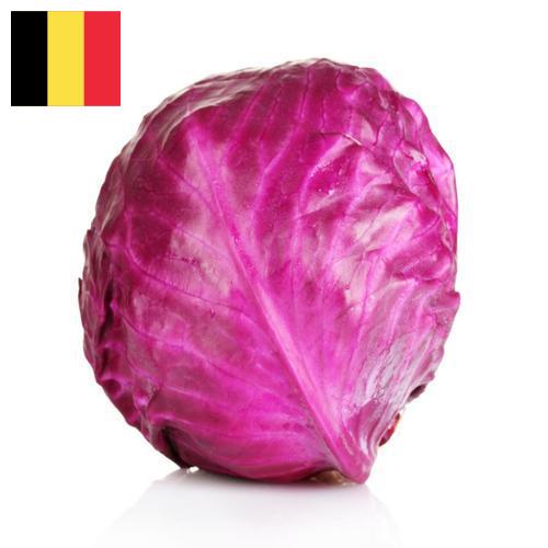 Капуста краснокочанная из Бельгии