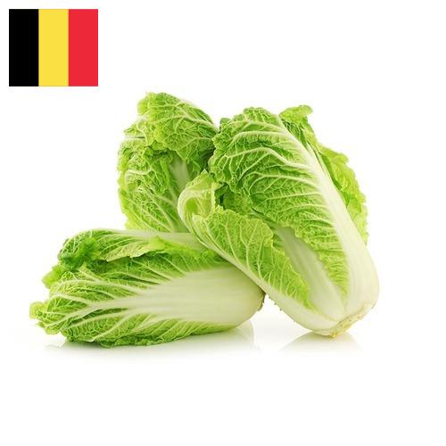 капуста пекинская из Бельгии