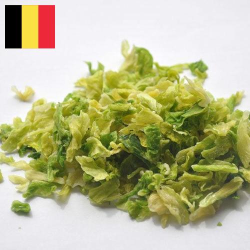 капуста сушеная из Бельгии