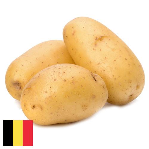 картошка из Бельгии