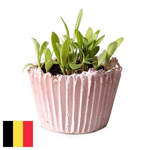 Кашпо из Бельгии