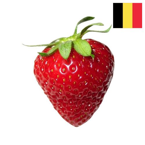 Клубника из Бельгии