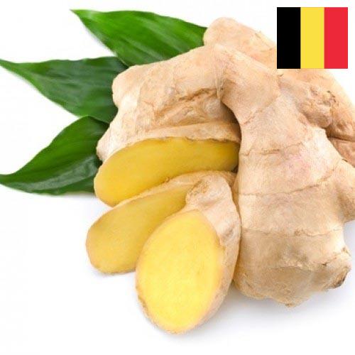 корень имбиря из Бельгии
