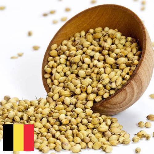 Кориандр из Бельгии