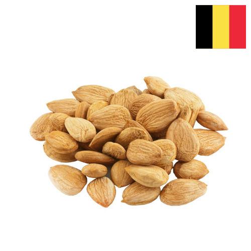 косточки абрикоса из Бельгии