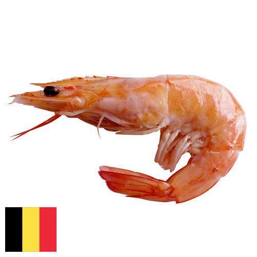 Креветки из Бельгии