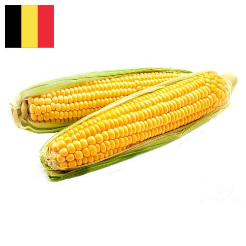 Кукуруза из Бельгии