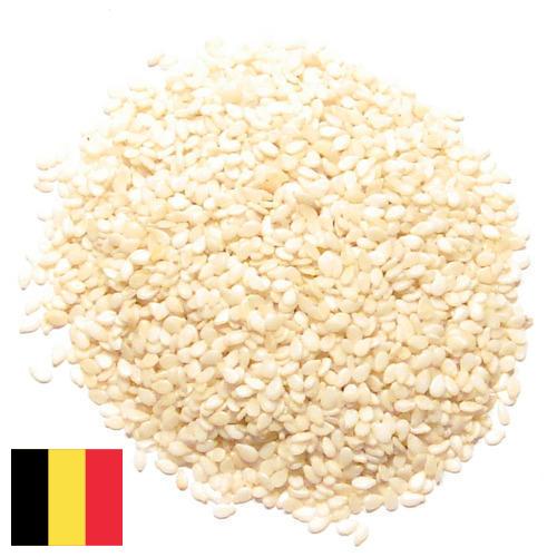 кунжут семена из Бельгии