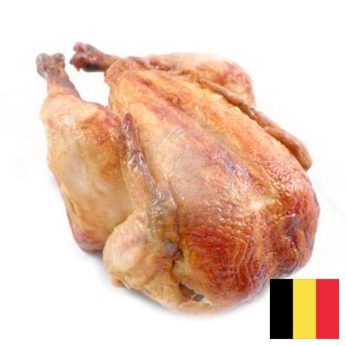 Кура из Бельгии