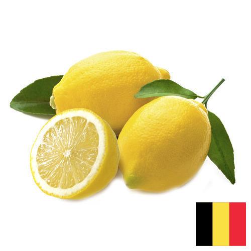 лимон свежий из Бельгии