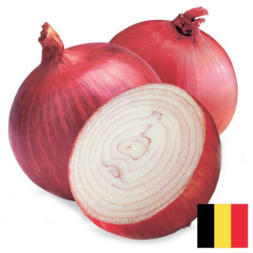 Лук красный из Бельгии