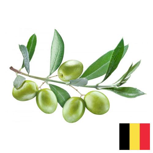 Маслины из Бельгии