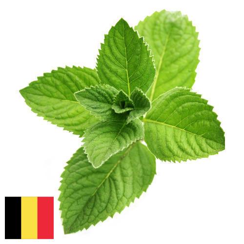 Ментол из Бельгии