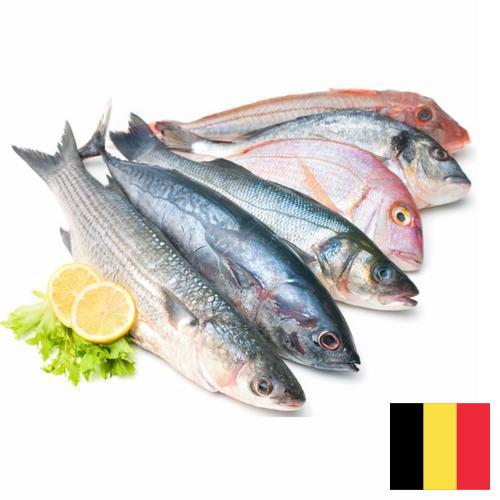 Морепродукты из Бельгии