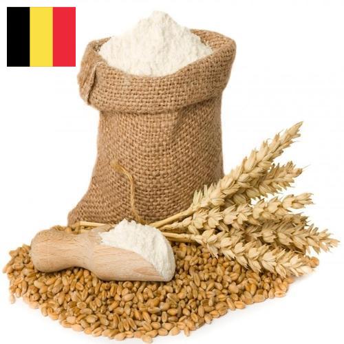 мука пшеничная хлебопекарная из Бельгии