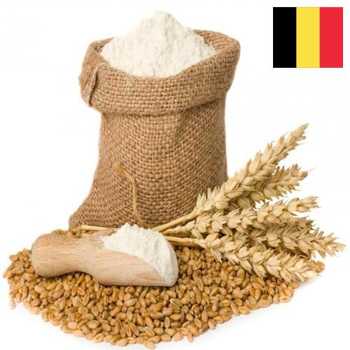 мука пшеничная первый сорт из Бельгии