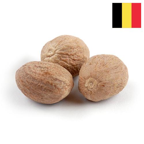 Мускатный орех из Бельгии